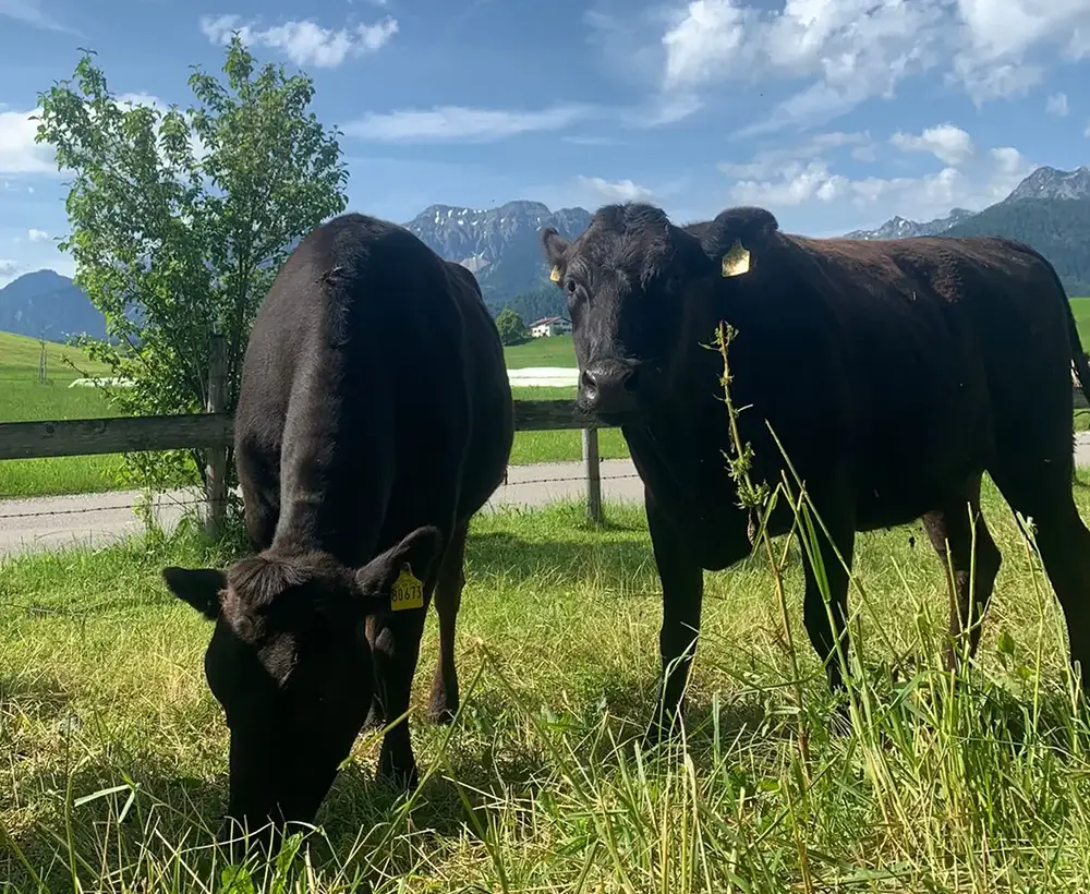 Wagyu Rinder - Steinacher Hopferau